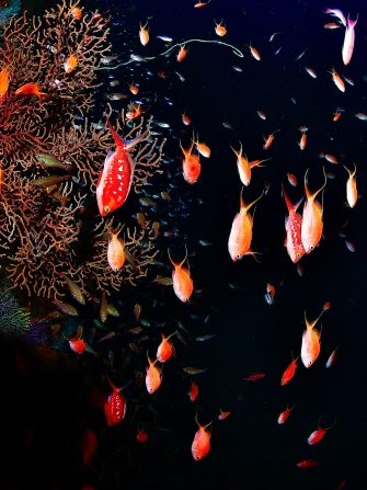 中性浮力はウエイトが軽いほど簡単