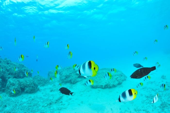 魚たちみたいに上手に呼吸ができて、泳げるようになりたい！