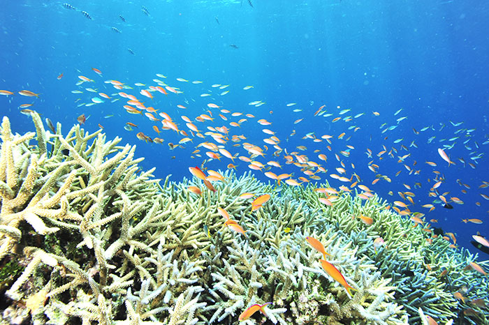 サンゴ礁は地球の宝物。魚や海中生物にとってだけでなく、人類のためにも大切な生き物です。