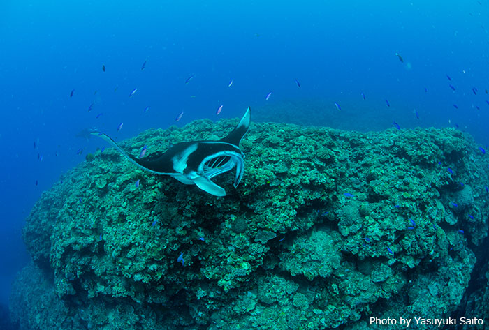 美しいサンゴ礁や大切な海の生き物は地球の宝物。永遠に残すためにダイバーができることはあるはずです