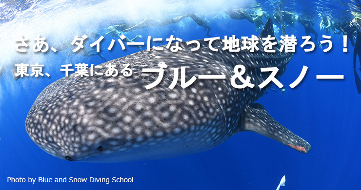 ブルーメノウドーム　人気急上昇　ドゥルージータイプ  知性、幸運をもたらす ブルーメノウドーム 人気急上昇 ドゥルージータイプ 知性、幸運