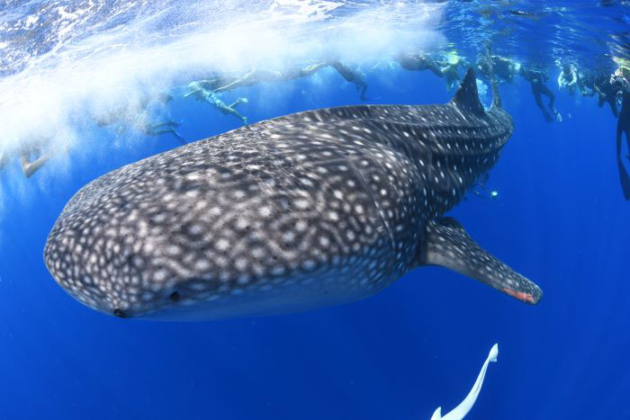 世界最大の魚類、ジンベエザメに偶然会えた、エジプト紅海ツアー