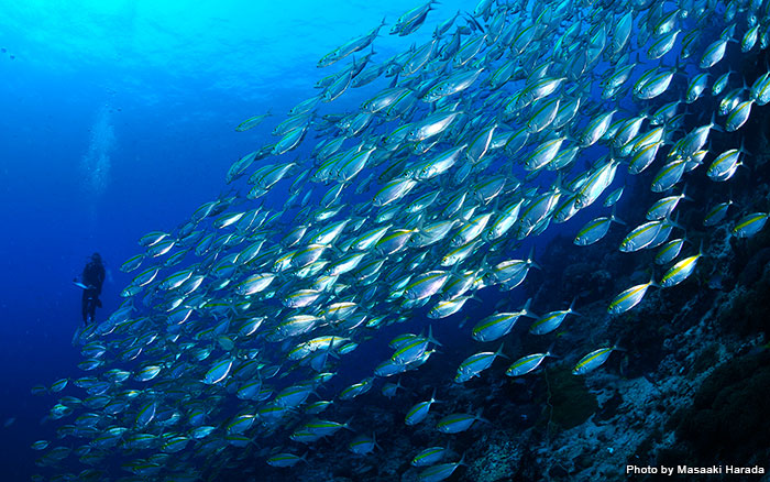 数えきれないほどの魚の群れに、周囲360度を囲まれることも！　海の中でしか体験できない感動があなたを待っています！