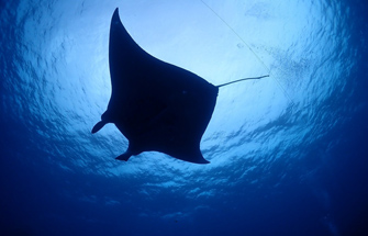 Diver's7Okinawa