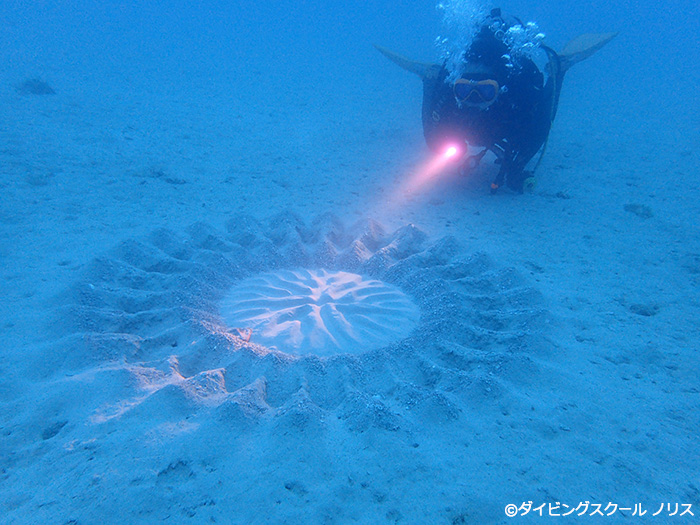 海底の「ミステリーサークル」、その正体はアマミホシゾラフグのオスが作った産卵床