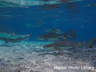 地球上に400～500種類いるサメのうち、人間にとって危険なのは4～5種類のみ。ダイビング中に出会うことはほとんどありません。写真は「ツマグロ」というおとなしい性格のサメ