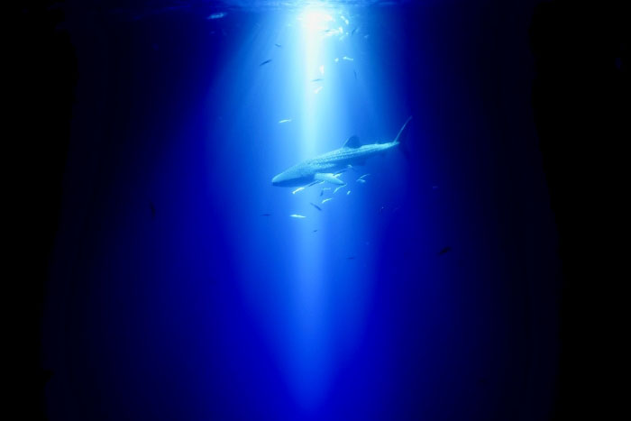 夜の海に現れたジンベエザメ。こんな神秘的なシーンが目の前に広がることも