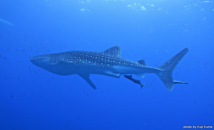 4月26日、久米島のビッグスポット「トンバラ」にジンベエ様が登場  