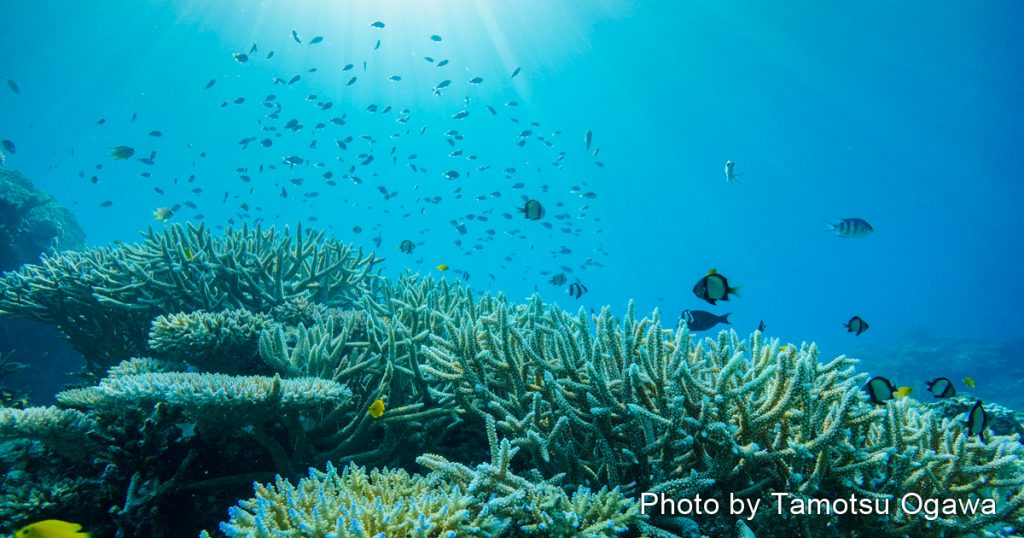 東京サンゴカフェでサンゴの魅力を語ろう！｜ニュース・トピックス