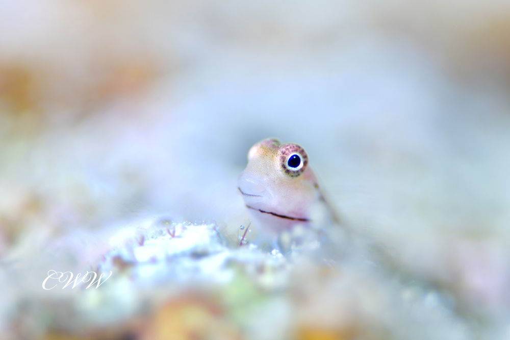 イシガキカエルウオ幼魚（【チワワ】さんのお写真）