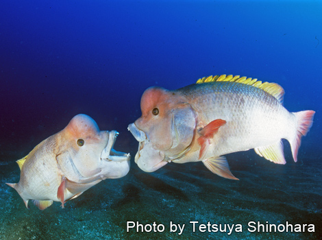 佐渡島 現地の海から 水深別魚ッチング Marine Diving Web マリンダイビングウェブ