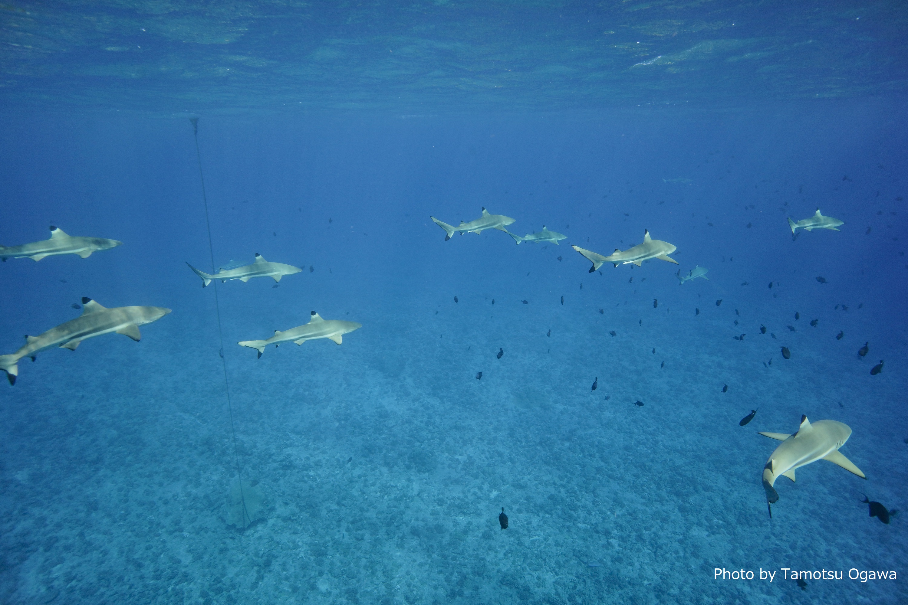 Tbsでタヒチの世界遺産 タプタプアテア ニュース トピックス Marine Diving Web マリンダイビングウェブ