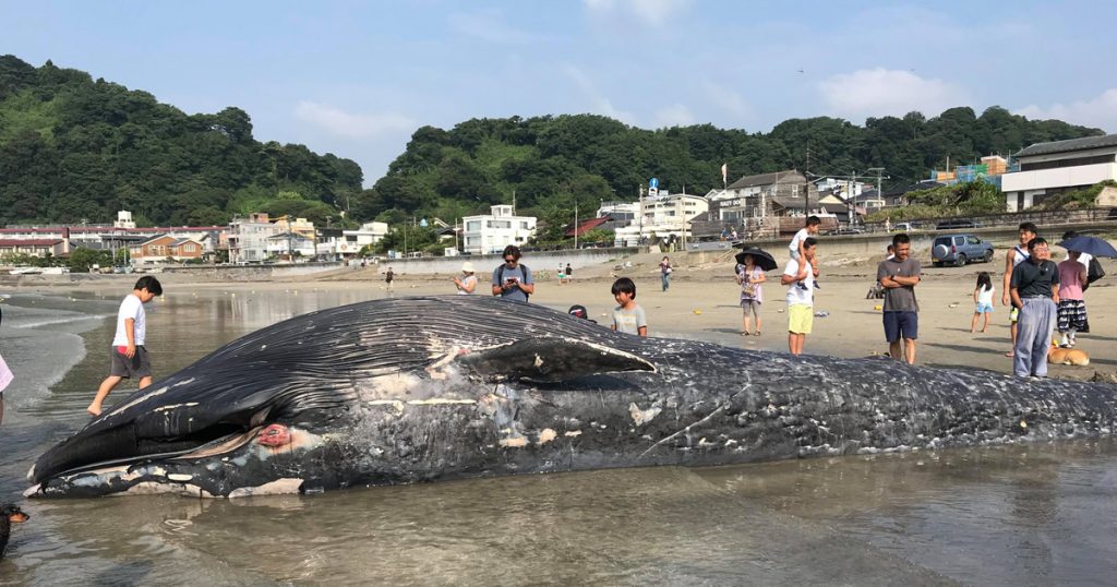 鎌倉市・由比ヶ浜にクジラが打ち上げられる｜ニュース・トピックス