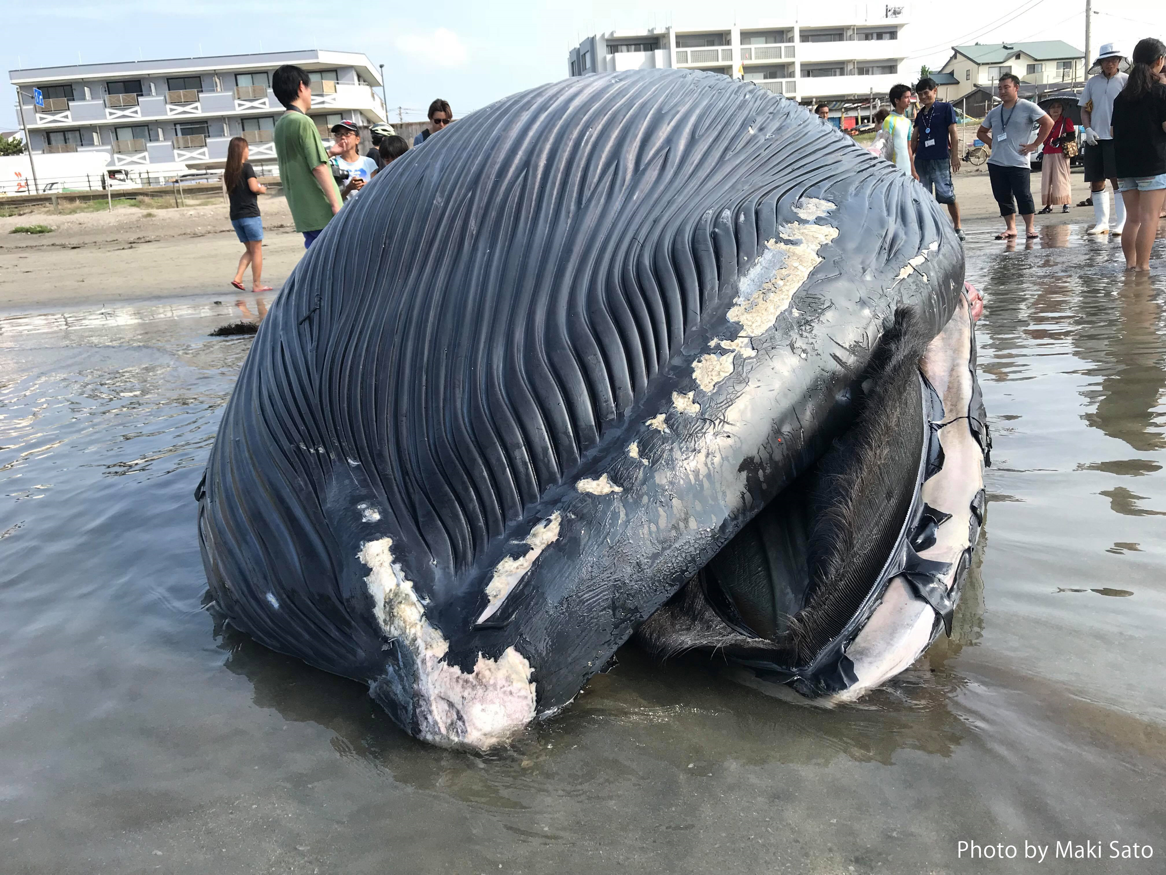 鎌倉市 由比ヶ浜にクジラが打ち上げられる ニュース トピックス Marine Diving Web マリンダイビングウェブ