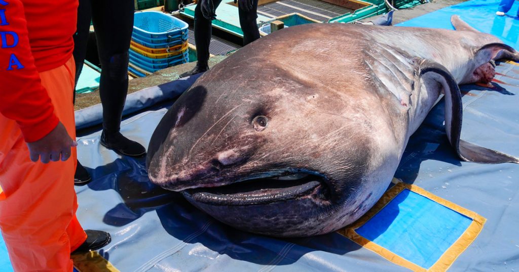 世界初！メガマウスザメの全身骨格標本公開！｜ニュース・トピックス｜Marine Diving web（マリンダイビングウェブ）