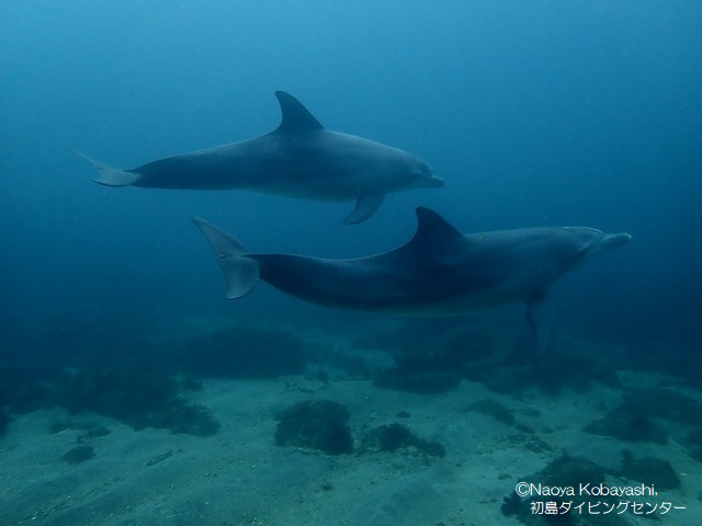 現地の海から 初島 ニュース トピックス Marine Diving Web マリンダイビングウェブ