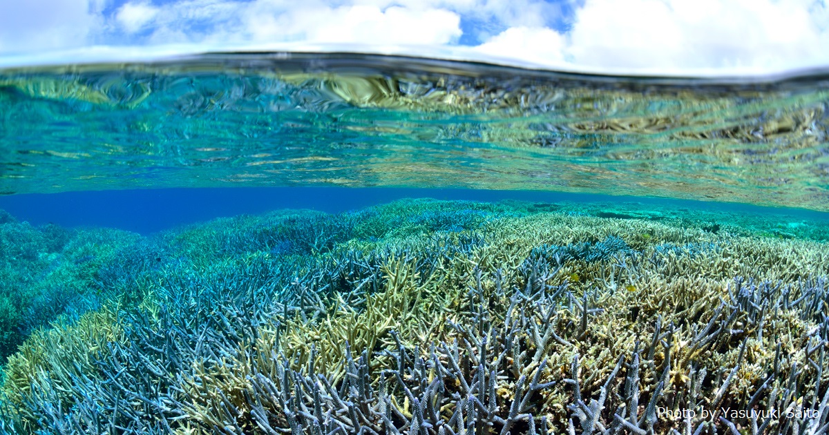 国際サンゴ礁年2018　最終報告会　開催