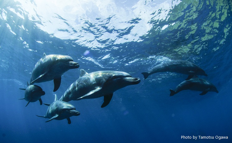 御蔵島では野生のイルカと泳げるドルフィンスイムが人気