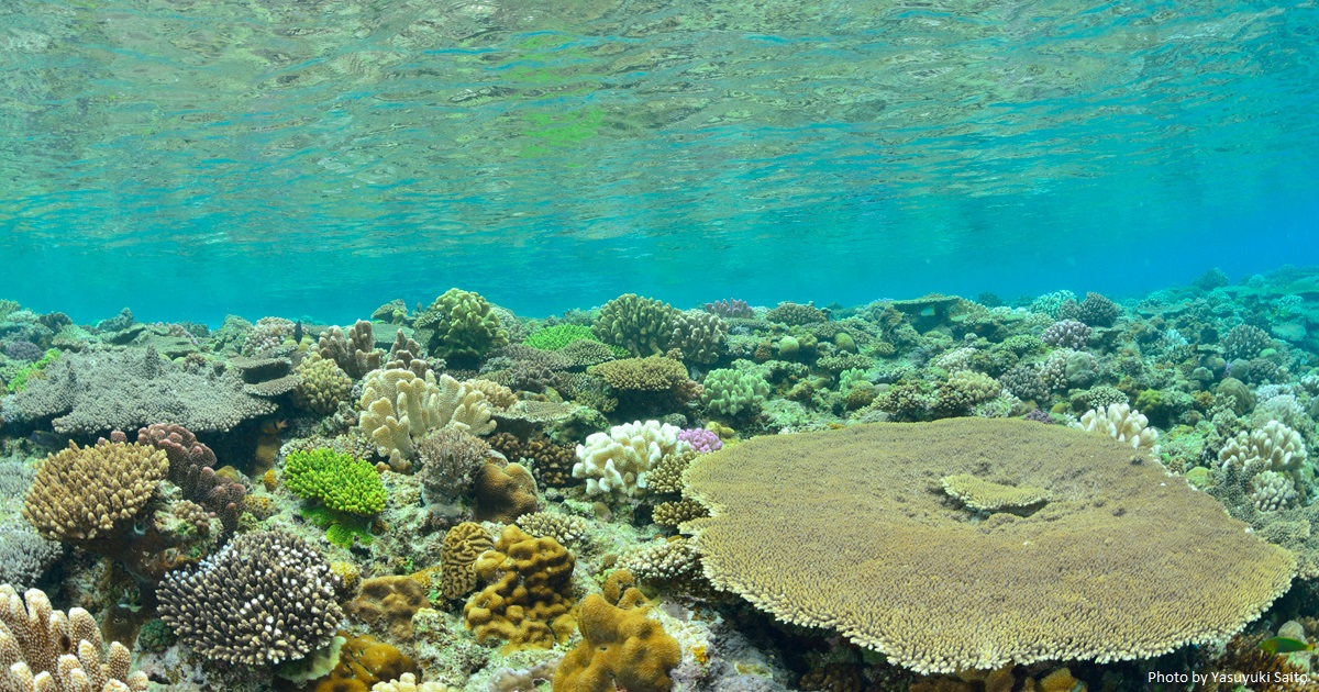 沖縄でサンゴ礁を守ろう　ボランティア募集