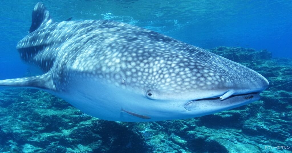 296f9bb244e082ff28bfafb047905c