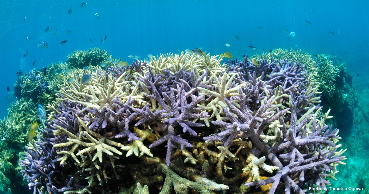 サンゴから未来の地球環境を読み解く第一歩！
