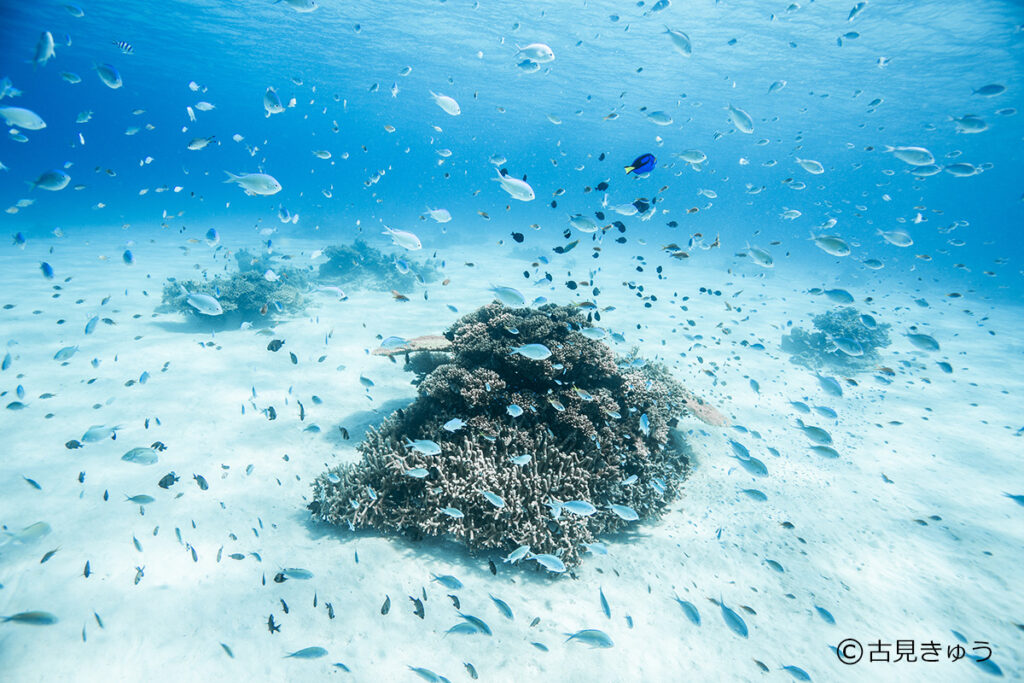 古見きゅう写真展「JAPAN'S SEA」7/29～開催！｜ニュース・トピックス