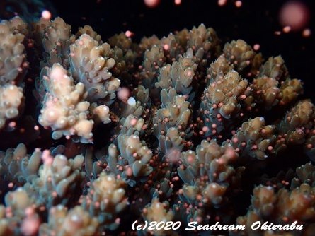 沖永良部島でサンゴの産卵 今年は 難産 ニュース トピックス 更新情報一覧 Marine Diving Web マリンダイビングウェブ