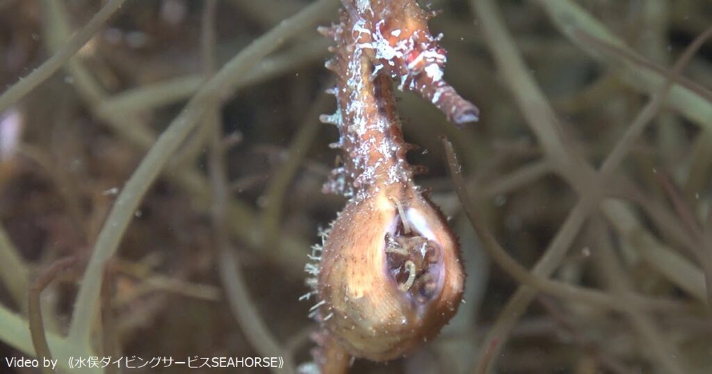 ヒメタツの繁殖シーズンど真ん中！ 熊本県・水俣市｜ニュース・トピックス＆更新情報一覧｜Marine Diving web（マリンダイビングウェブ）