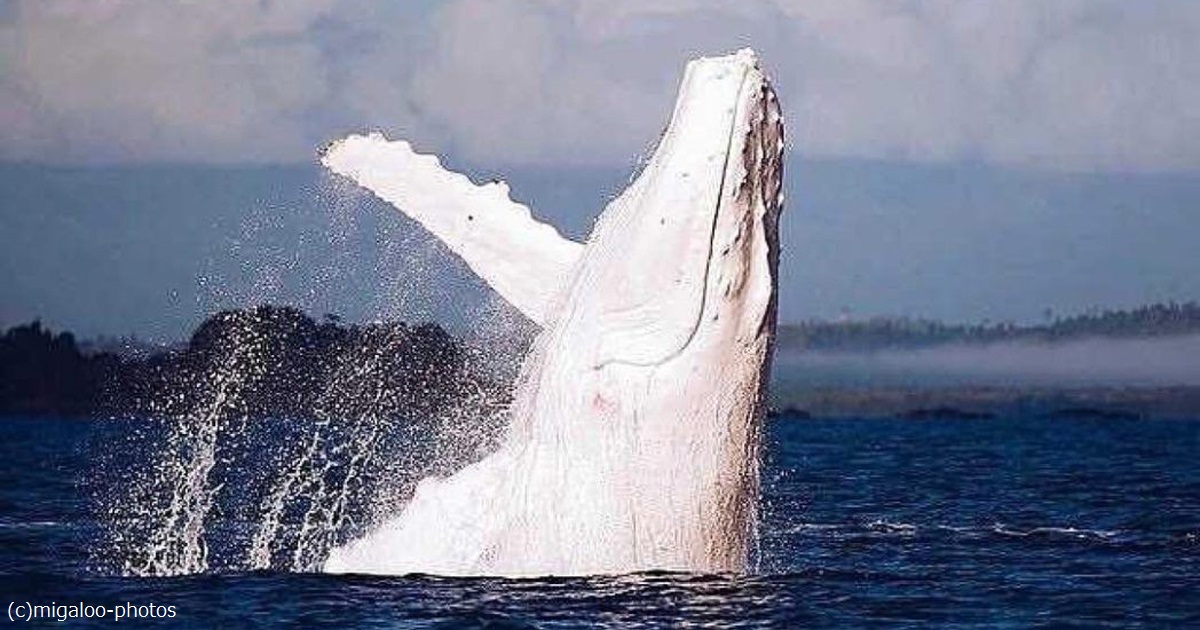 真っ白なザトウクジラ「ミガルー」に会える季節！