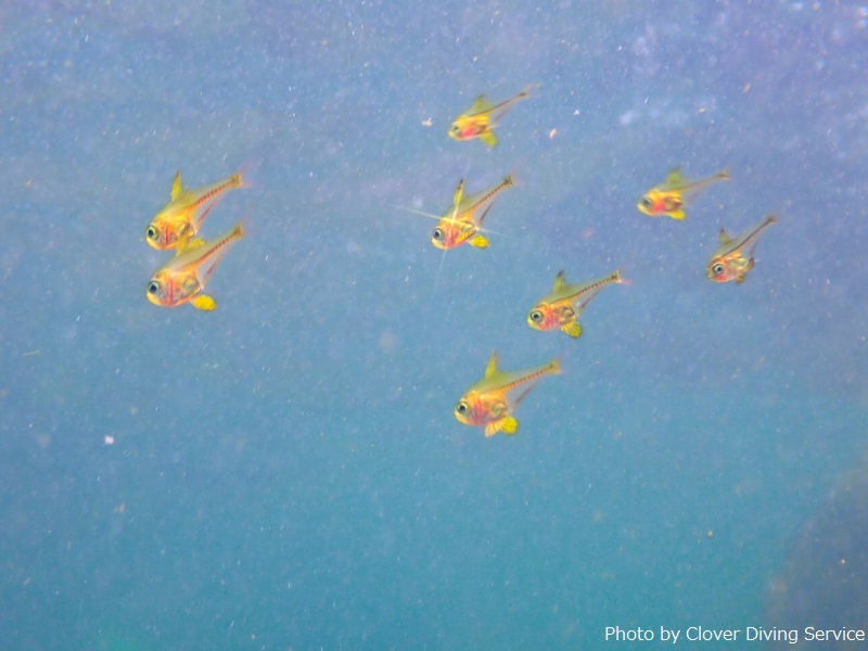 ツマグロハタンポ幼魚の群れ