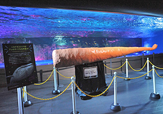 世界最大の哺乳類、シロナガスクジラの○○の実物大のレプリカも