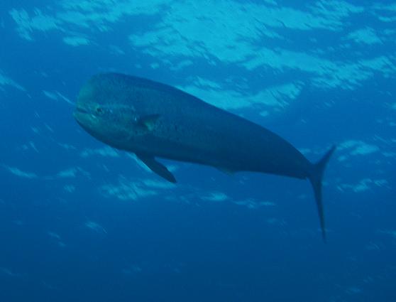 虹の魚 シイラってどんな生き物 Marine Diving Web マリンダイビングウェブ トピックス