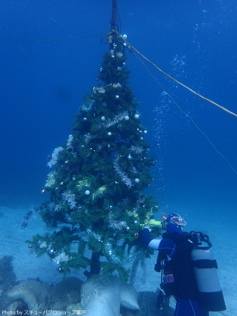 海の中でクリスマスを楽しめる場所5選 海中クリスマスツリー情報 Marine Diving Web マリンダイビングウェブ トピックス