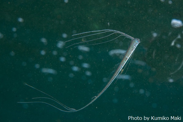 水面下で見つかったリュウグウノツカイの幼魚。水深200～1,000mの海に棲む大型の深海魚。成魚は10mを超えるものも！