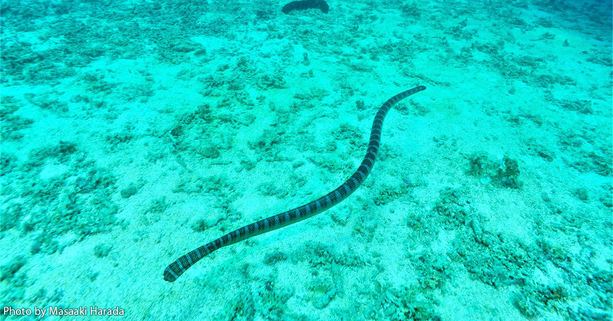 海のいきもの　第74回　ウミヘビって蛇？ それとも魚？