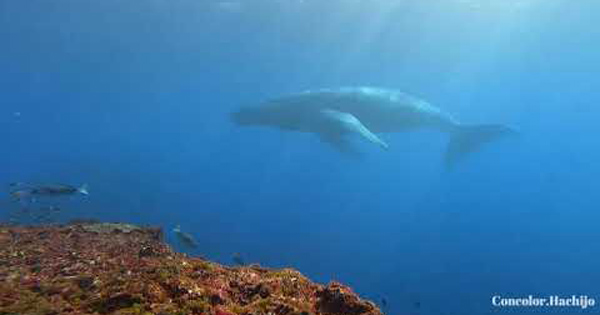 八丈島で水中親子クジラ！動画＆陸上写真も