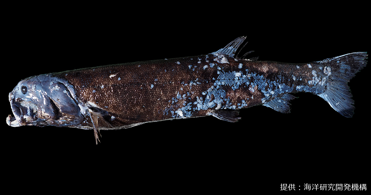 駿河湾で新種の巨大深海魚ヨコヅナイワシ発見