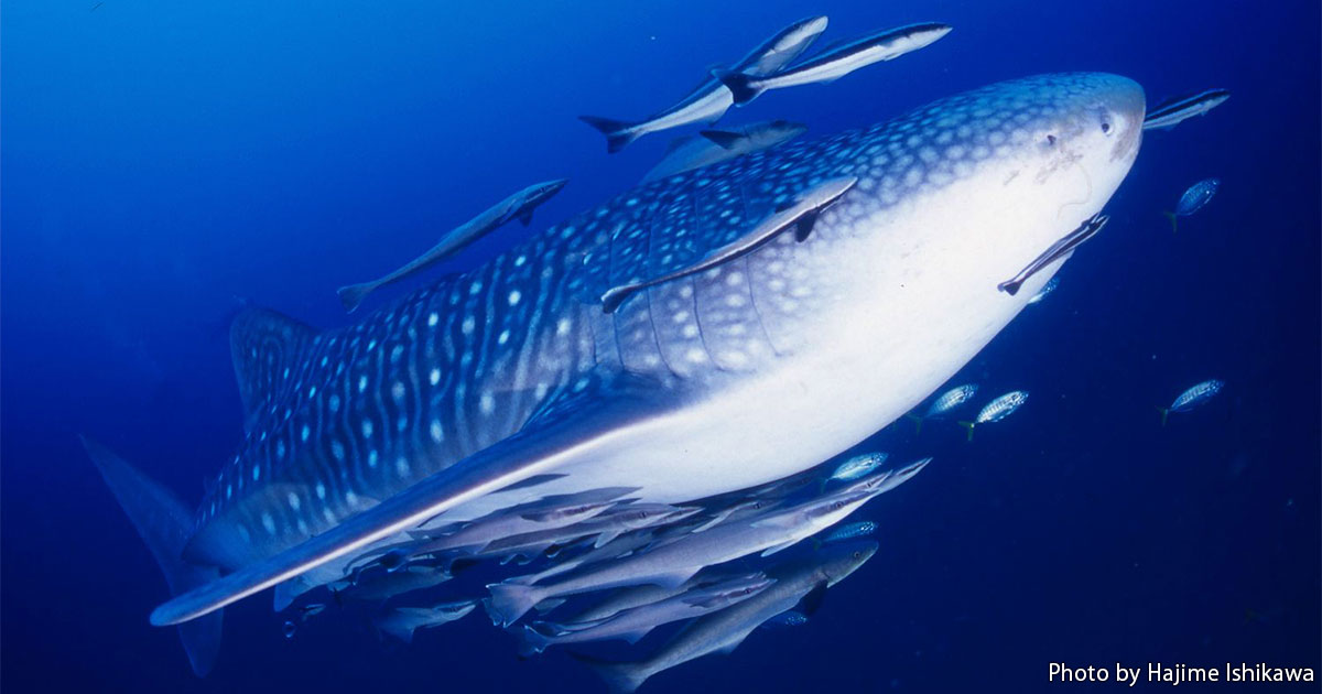 海のいきもの　第77回　世界最大のお魚～ジンベエザメ
