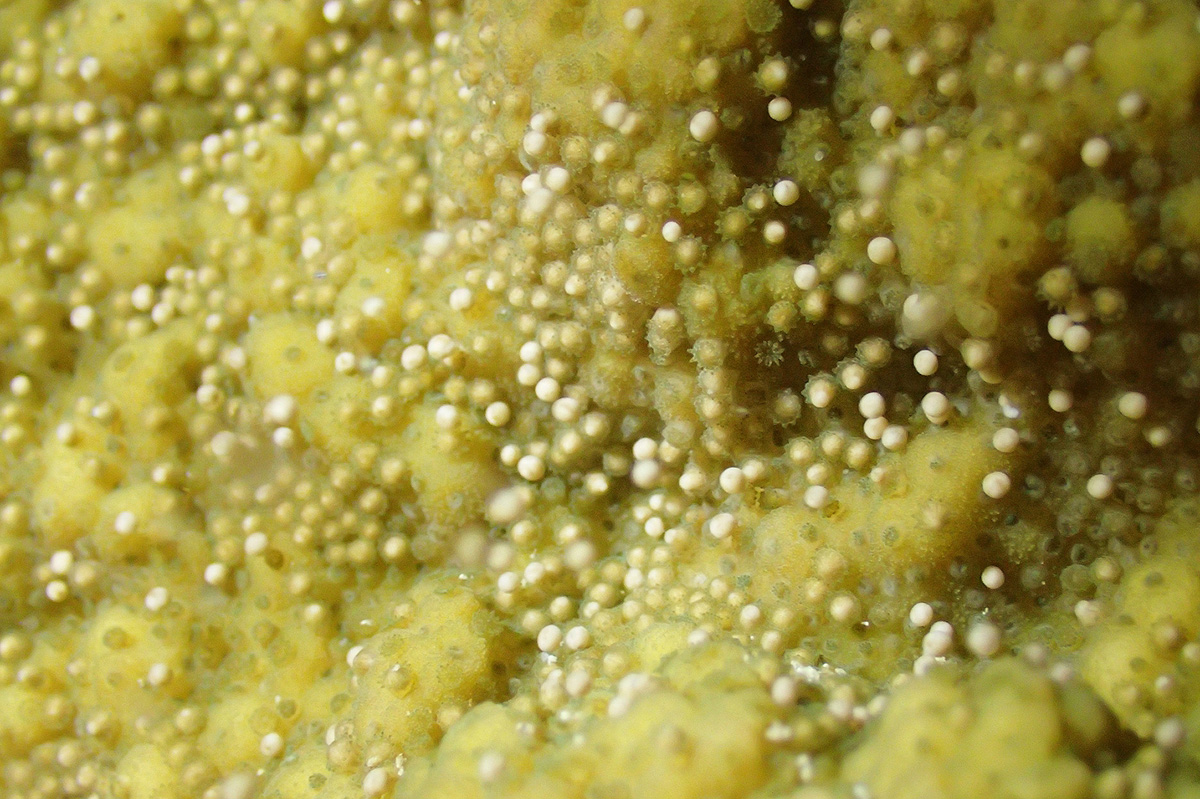 「サイパンの珊瑚の産卵観察プロジェクト」