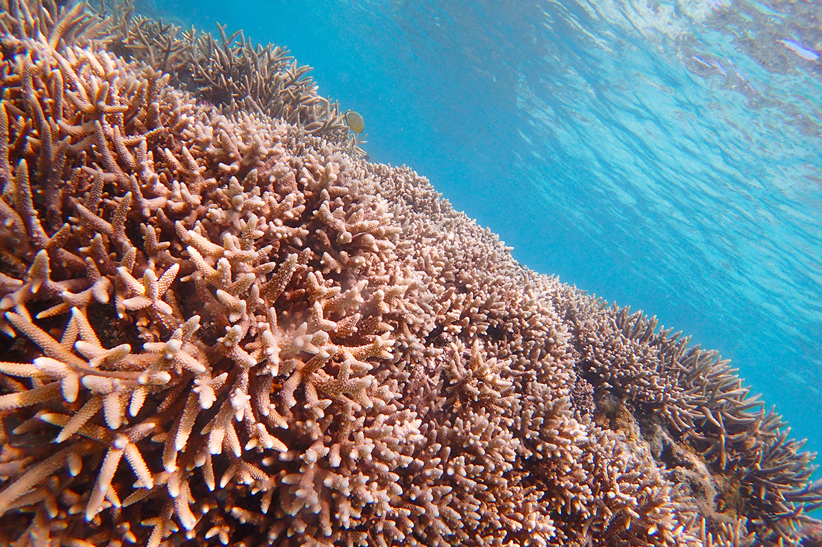 「サイパンの珊瑚の産卵観察プロジェクト」