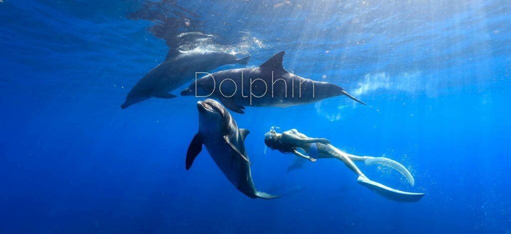 Ayano＆Dolphinのお酒をクリスマスや記念日に♪ | Marine Diving web