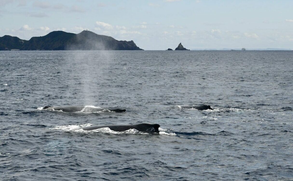 昨年生まれた仔クジラを連れて母クジラがやってきた。エスコートしているのは”マギー”と呼ばれる雄クジラ（写真／宮城清）
