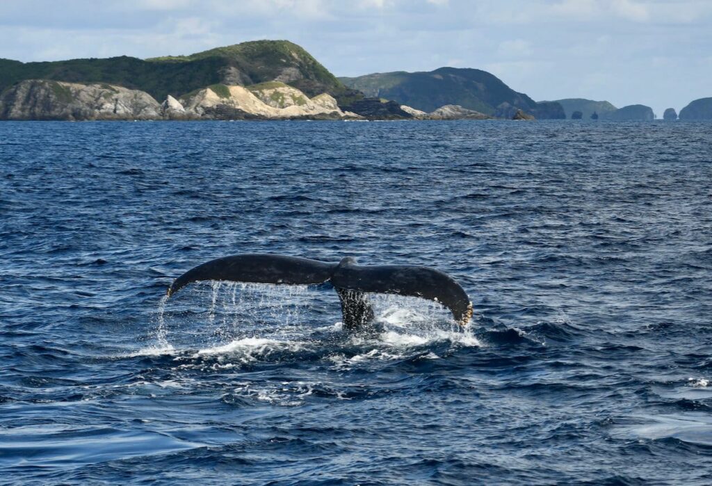 使用期間少なめ】深海洞窟ダイバーとザトウクジラ常夜灯 印象深い