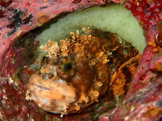 穴の中で卵を保護しているメスのフサギンポ
写真提供／宮城ダイビングサービス ハイブリッジ