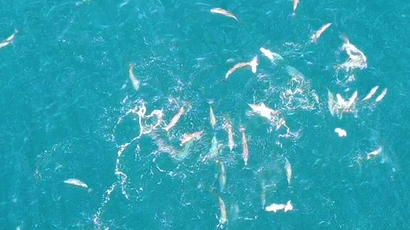 神奈川県・江之浦のダイビングスポット沖にイルカの大群が出現！