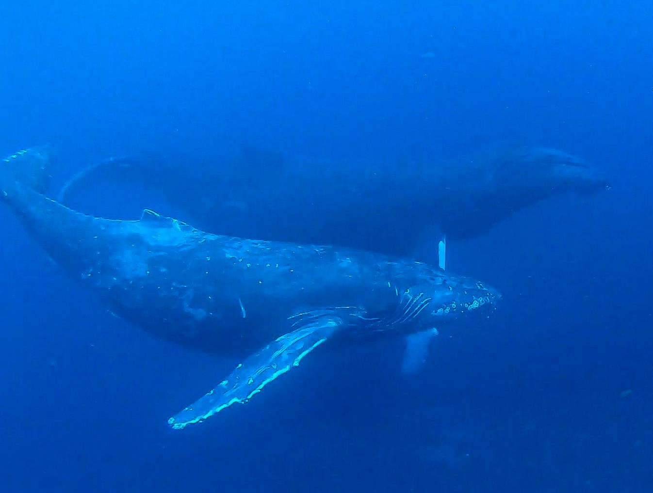 「喜念沖」のホエールスイムで会えた２頭のザトウクジラ（写真提供／マリンサービス海夢居）
 
