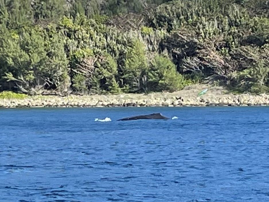 まずは陸上編
小笠原の目的のひとつ、ホエールウオッチング。巨大なザトウクジラは圧巻
Photo by Sakiko Oshima