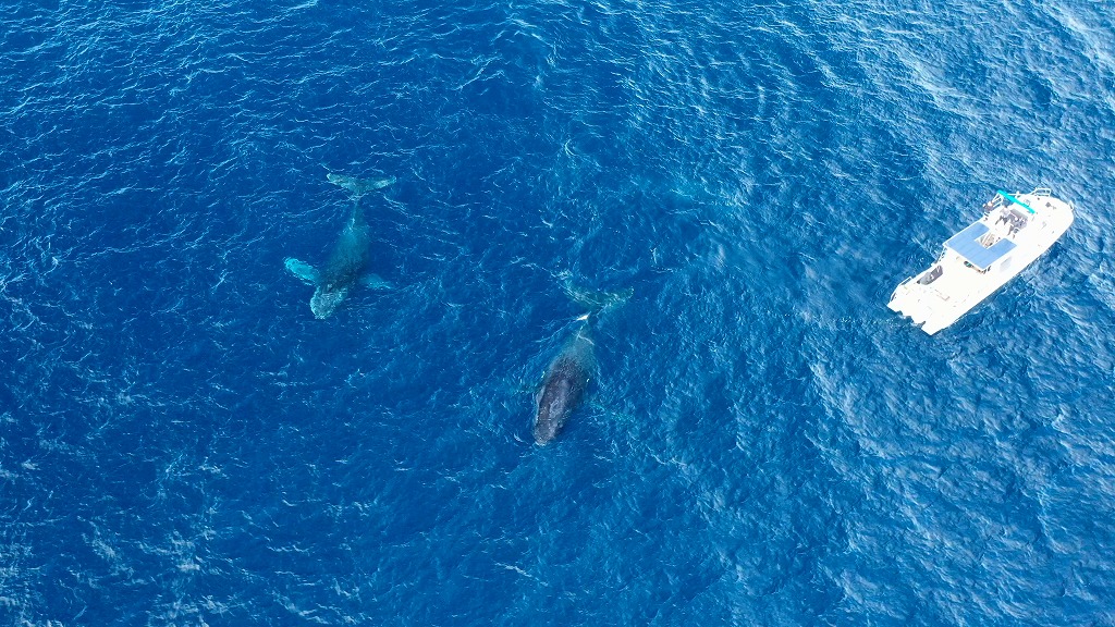 ボートの近くに寄ってきて逃げずにパフォーマンスを繰り広げてくれるザトウクジラたち
写真提供／THE SCENE