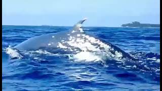 フィリピン ボホール島沖にシロナガスクジラ登場！