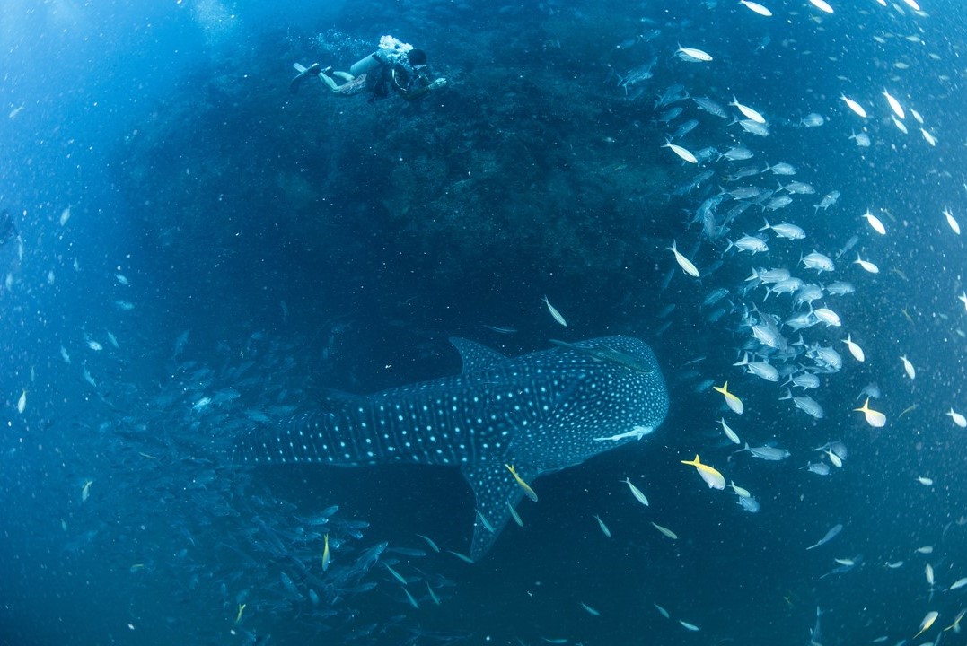 タイのタオ島もシーズンイン！　ジンベエザメと魚群、待っててね～♪
Photo by Takeshi Omura